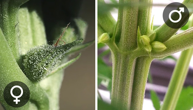 Мужские и женские соцветия