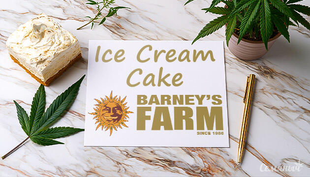 Выращивание сорта марихуаны Ice Cream Cake от Barney's Farm Гроурепорт сорта Ice Cream Cake от Barney's Farm