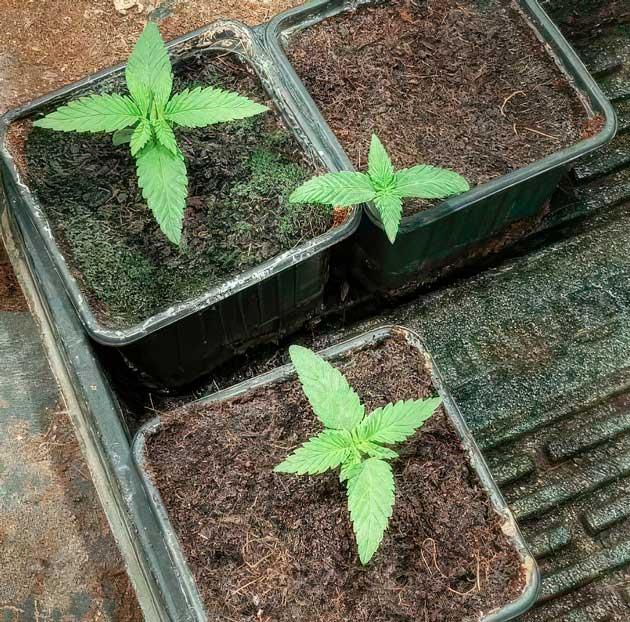 Ростки NUGGZ R1 от ETHOS Genetics на 1 неделе