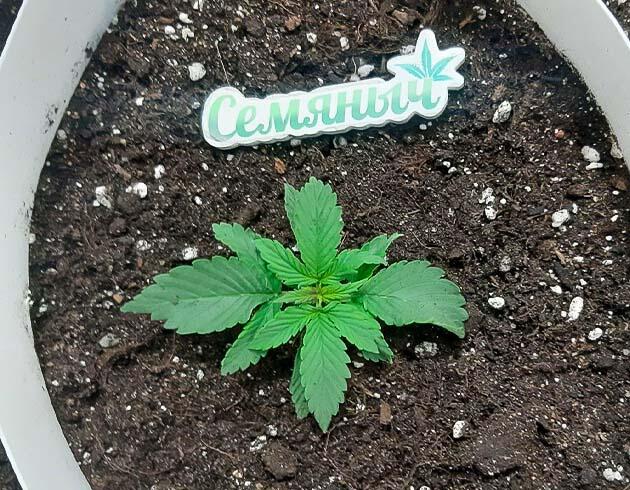 Росток Gorilla Cookies Auto от FastBuds на 2 неделе