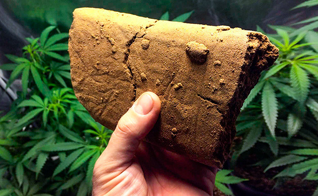 Мониторинг рынка и терпенов: Ключевой фактор для Никки Ти Никки Ти: Рыночные тенденции и терпеновые профили в гашише