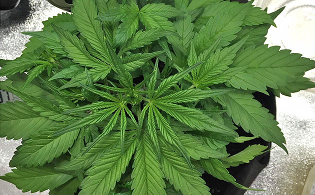 Рост каннабиса на 4 неделе выращивания 30 см