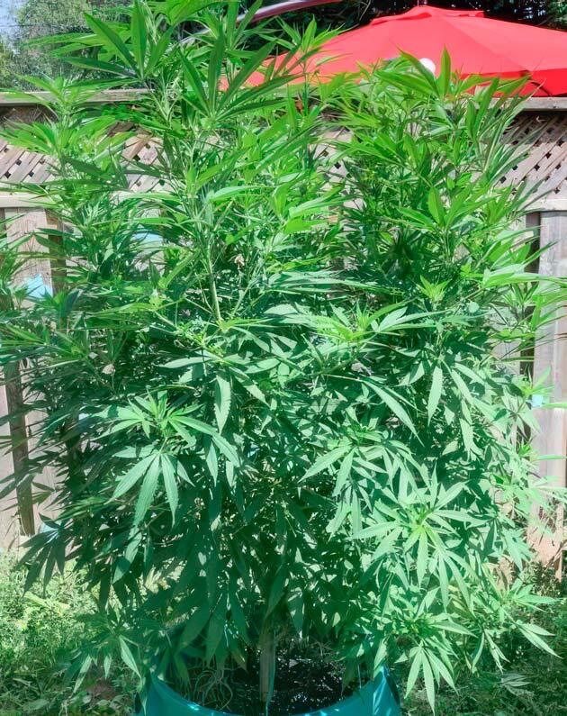 Цветение конопли и полив Куст Jack Herer на фазе цветения