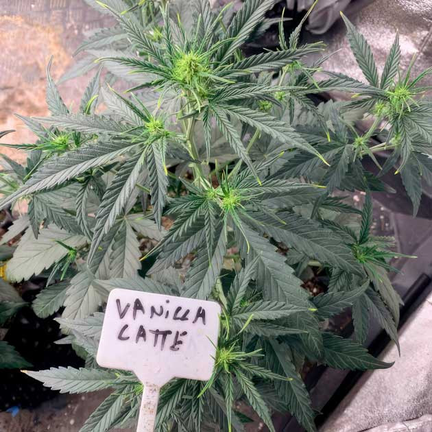 Vanilla Latte Auto на старте полноценного цветения Конопля на 4 неделе роста