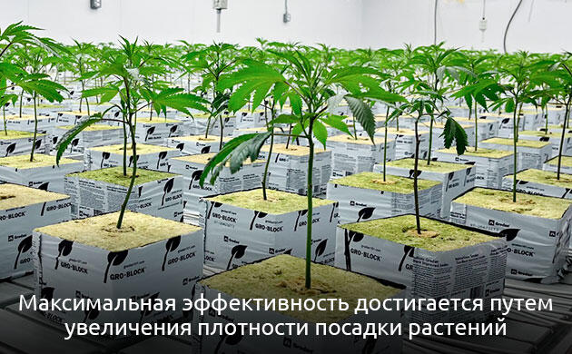 Основные риски метода No-Veg