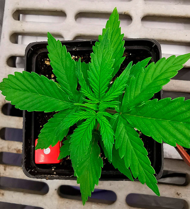 Уход за Sour Diesel Auto: удобрения и первые этажи