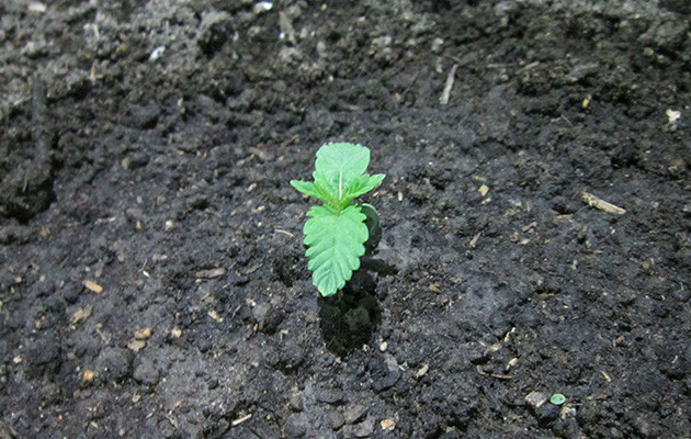 Dozy Cookies: первая неделя в горшке