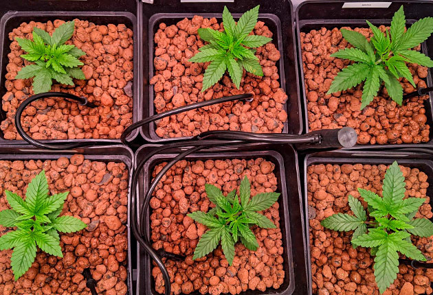 Кусты Bruce Banner #3 на 4 неделе выращивания