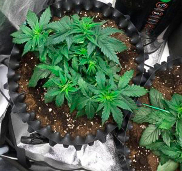 Проведение LST и полив удобрениями Кусты Wedding Cake Auto от сидбанка Семяныч на 4 неделе