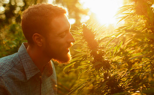 Терпены в каннабисе: что это, их роль и влияние на эффект марихуаны Терпены конопли