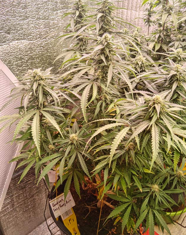 Конопля на 8 неделе роста