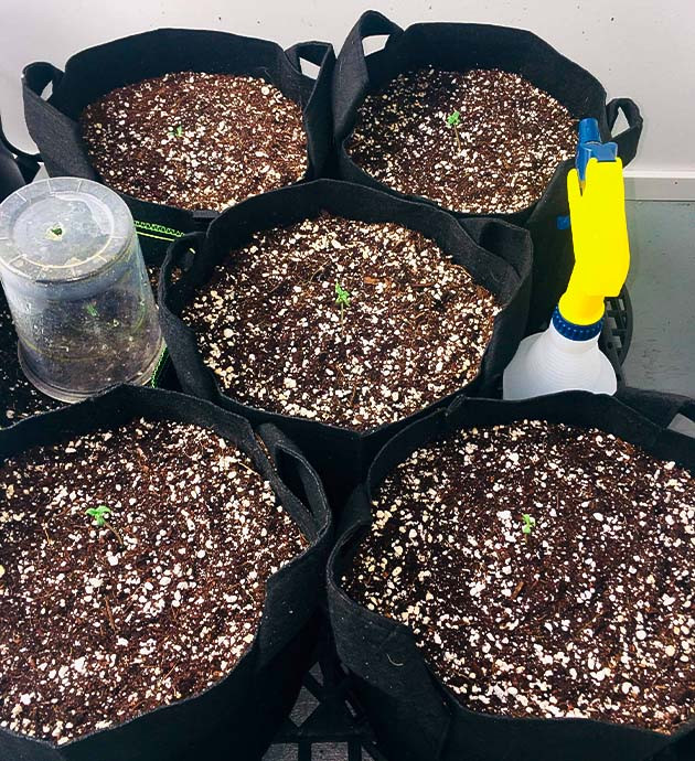 Первая неделя выращивания 5 ростков Smoothie Auto