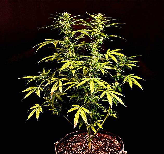 Спасение конопли от стресса Куст Big Bud Autoна фазе цветения