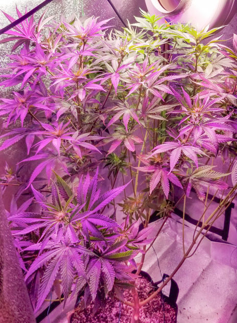 Куст Green Crack 2.0 от Humboldt Seed Organization ростом 111 сантиметров