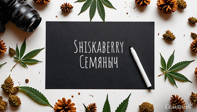 Гроурепорт сорта конопли Shiskaberry fem от Семяныча