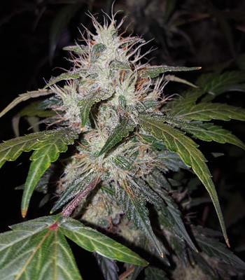 Стигмы на Auto White Widow