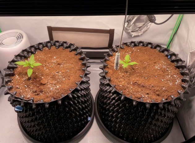 Состав удобрений для марихуаны Ростки Apricot Auto от FastBuds на 1 неделе