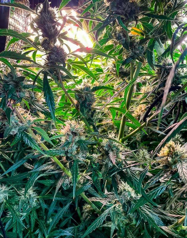 Куст марихуаны на 11 неделе роста Рост соцветий конопли