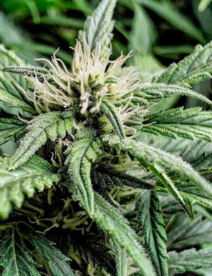 Соцветие на 7 неделе Формирование соцветия