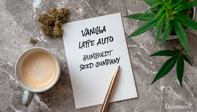 Выращивание сорта марихуаны Vanilla Latte Auto от Humboldt Seed Company Гроурепорт сорта Vanilla Latte Auto от Humboldt Seed Company