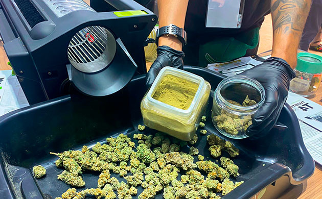 Машинная и ручная обрезка соцветий конопли