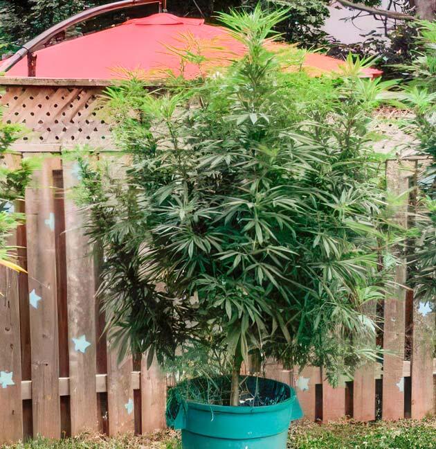 Обильный полив марихуаны Куст Jack Herer на 15 неделе выращивания