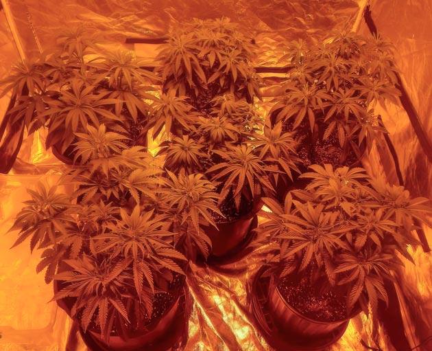 Цветение каннабиса Появление трихом у конопли