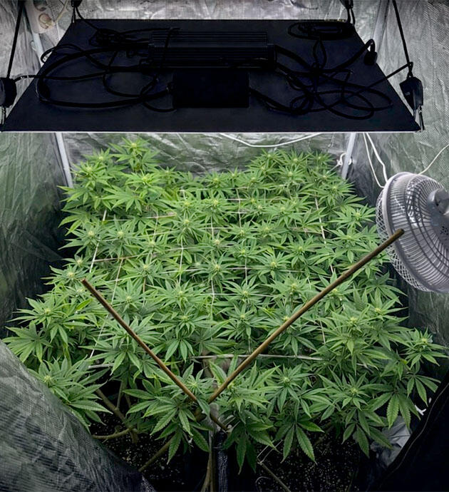 Перекорм органикой и корректировка ухода Конопля под ScrOG с пожелтением листьев в цвете