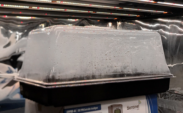 Клонарий для проращивания семечки