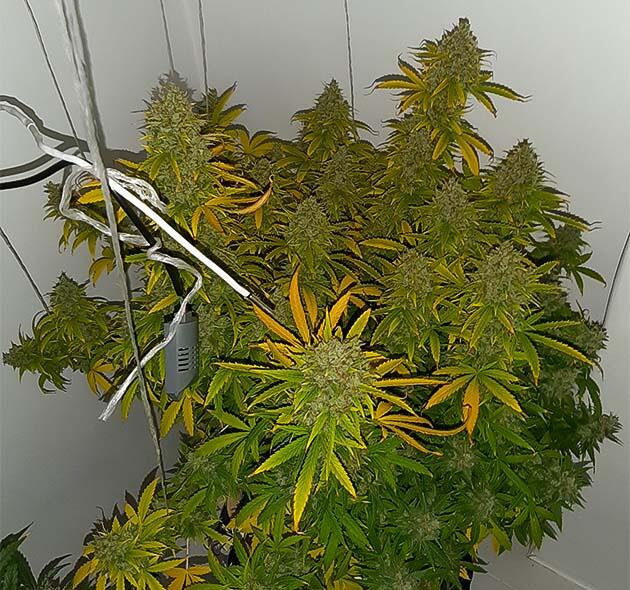 Gorilla Cookies Auto от FastBuds