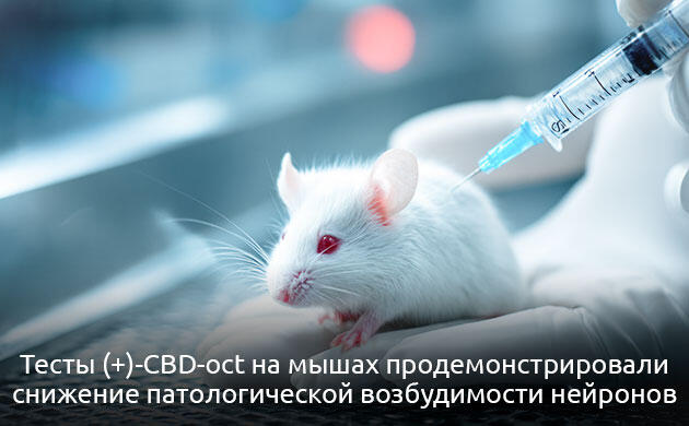 Как ученые изменили CBD, чтобы получить безопасное действие Почему (+)-CBD-oct работает иначе, чем обычный КБД