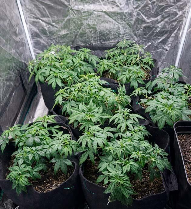 Начало тренинга и контроль реакции Легкий полив и внекорневая обработка перед LST