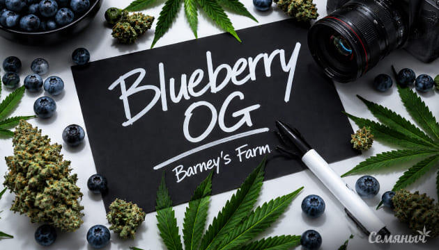 Выращивание сорта марихуаны Blueberry OG от Barney's Farm Гроурепорт сорта Blueberry OG от Barney's Farm
