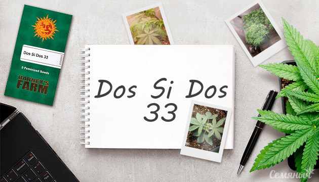 Гроурепорт по выращиванию сорта Dos Si Dos 33 Выращивание сорта Dos Si Dos 33