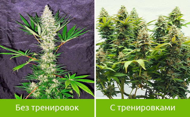 Влияние тренировок на коноплю Куст без тренировки и с тренировками