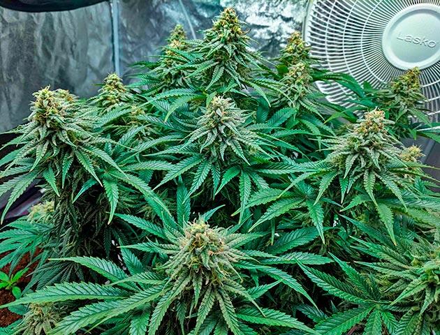 Созревание Jack Herer на 13-й неделе Шишки с желтеющими пестиками