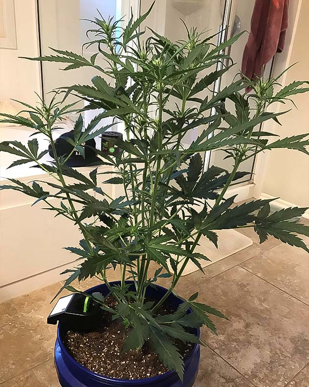 Куст Auto Chocolate Skunk на 4 неделе выращивания Гроурепорт сорта конопли Auto Chocolate Skunk