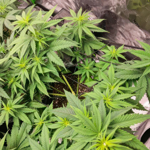 Дефолиация конопли Apple Betty ростом 43 см