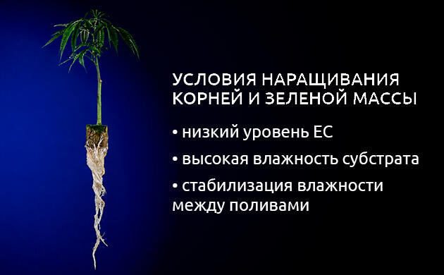 Вегетативное управление