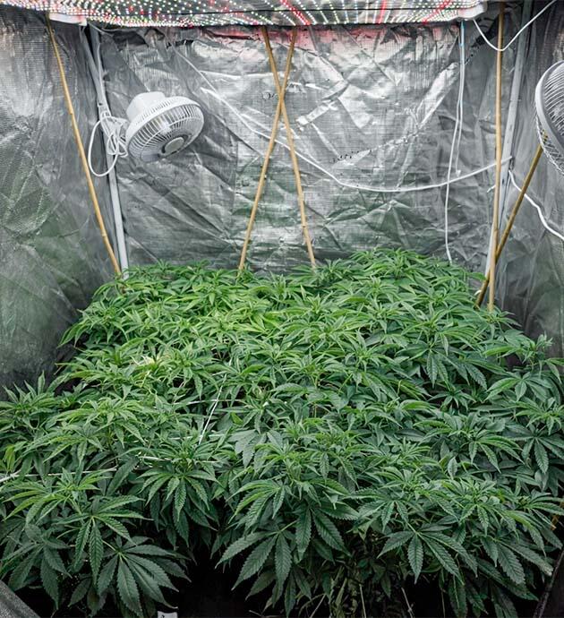 Выравнивание кроны и заполнение сетки Суперкроппинг и корректировка ветвей в ScrOG