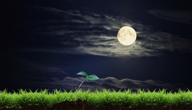 Марихуана растет под Луной