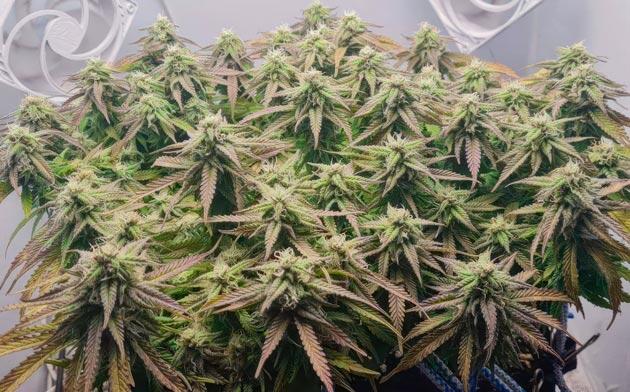 Куст Godfather OG Auto от 7CH American на 8 неделе