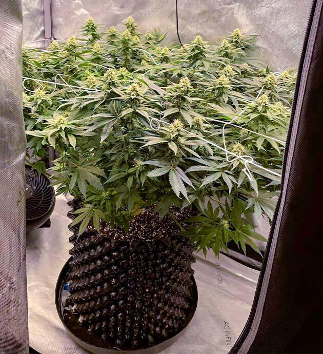 Состав удобрений и запах в боксе Куст Blueberry OG на 11 неделе выращивания