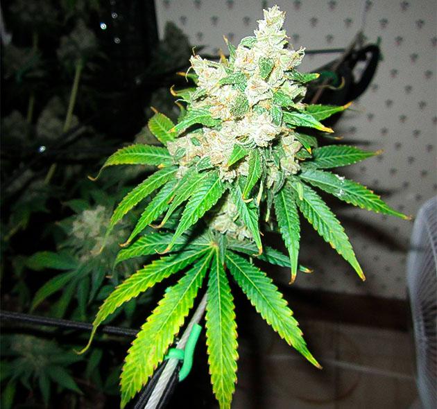 Куст 10th Planet R1 на последней неделе выращивания