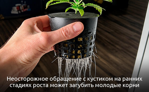 Гидропоника: почему нельзя тревожить корни конопли на ранних стадиях Секрет №1. Оставьте корни в покое!