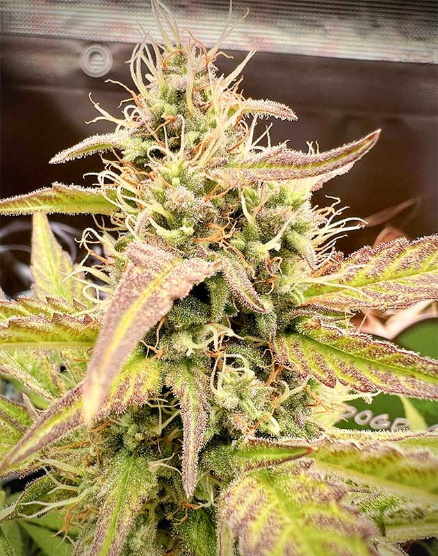 Наблюдение за изменением цвета Medusa F1 Auto