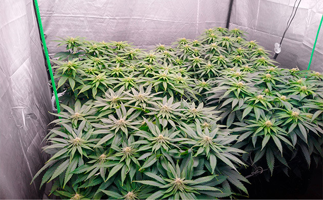 Формирование соцветий конопли на 8 неделе Бутоны с белыми волосками на кустах марихуаны