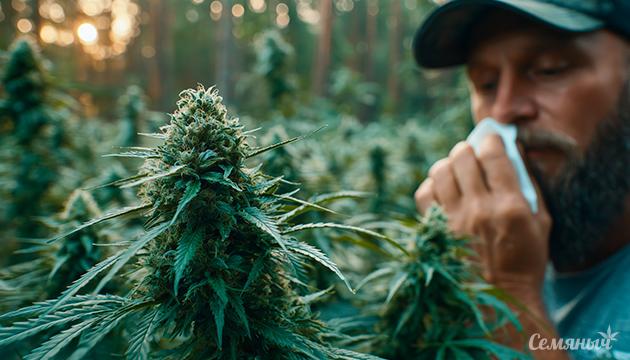 Аллергия на коноплю