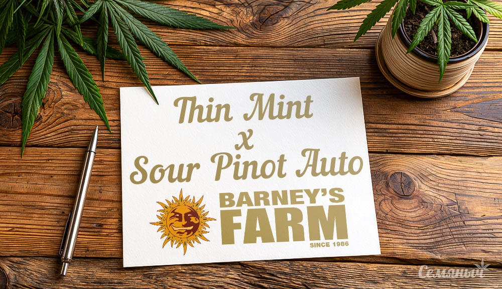 Гроурепорт сорта марихуаны Thin Mint x Sour Pinot Auto