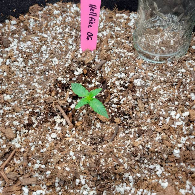 Росток Hellfire OG Auto от 7CH American